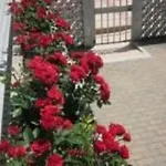 Jalisco 3*